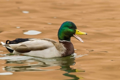 Picture of USA, NEW MEXICO MALE MALLARD DUCK IN WATER