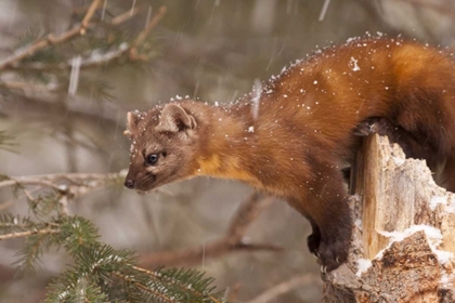 Picture of USA, MONTANA PINE MARTEN, MARTES AMERICANA