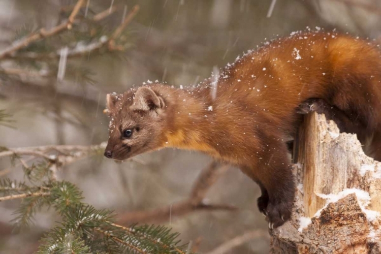Picture of USA, MONTANA PINE MARTEN, MARTES AMERICANA