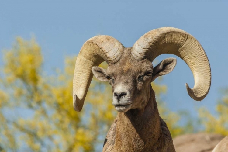 Picture of ARIZONA, SONORAN DESERT DESERT BIGHORN RAM