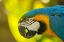 Picture of CALIFORNIA, SANTA BARBARA PROFILE OF MACAW