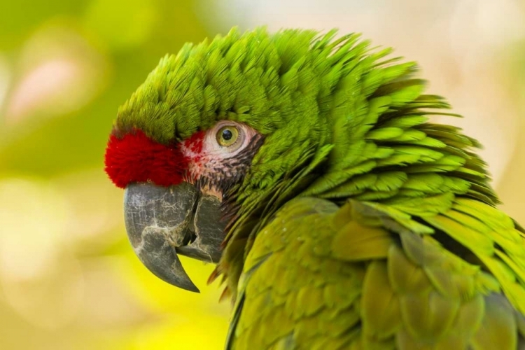 Picture of CALIFORNIA, SANTA BARBARA PROFILE OF MACAW