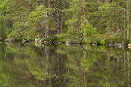 Picture of SCOTLAND, CAIRNGORM NP CALM LAKE IN FOREST