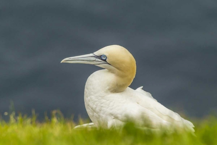 Picture of SCOTLAND, SHETLAND ISLANDS NORTHERN GANNET