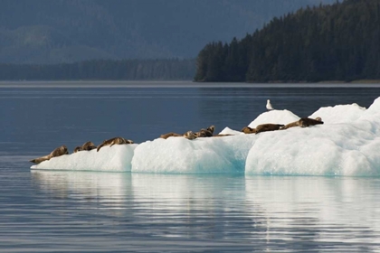 Picture of ALASKA, TONGASS NF HARBOR SEALS ON ICEBERG
