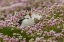 Picture of SCOTLAND, SHETLAND ISLANDS ATLANTIC PUFFIN