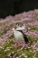 Picture of SCOTLAND, SHETLAND ISLANDS ATLANTIC PUFFIN