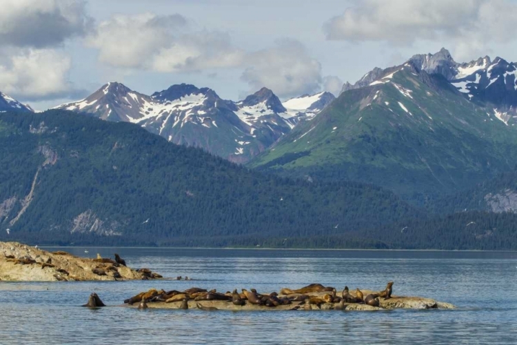 Picture of ALASKA, GLACIER BAY NP STELLARS SEA LIONS