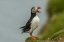 Picture of SCOTLAND, SHETLAND ISLANDS ATLANTIC PUFFIN