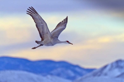 Picture of NEW MEXICO SANDHILL CRANE FLYING AT SUNSET