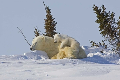 Picture of CANADA, WAPUSK NP POLAR BEAR CUB ON MOTHER
