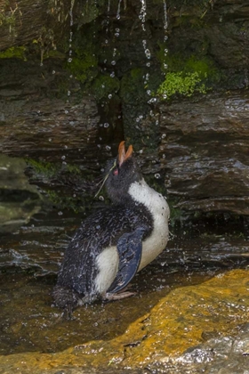 Picture of SAUNDERS ISLAND ROCKHOPPER PENGUIN BATHING