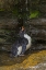 Picture of SAUNDERS ISLAND ROCKHOPPER PENGUIN BATHING