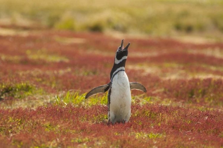 Picture of SEA LION ISLAND MAGELLANIC PENGUIN BRAYING