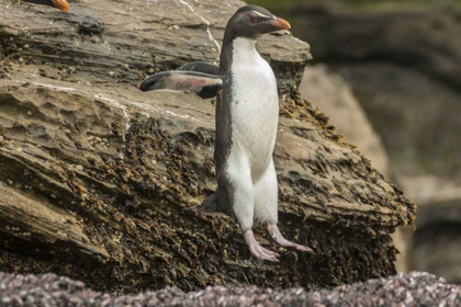 Picture of SAUNDERS ISLAND ROCKHOPPER PENGUIN HOPPING