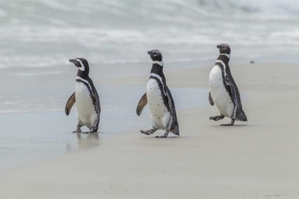 Picture of EAST FALKLAND MAGELLANIC PENGUINS ON BEACH