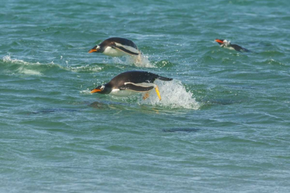 Picture of SEA LION ISLAND GENTOO PENGUINS PORPOISING