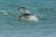 Picture of SEA LION ISLAND GENTOO PENGUINS PORPOISING