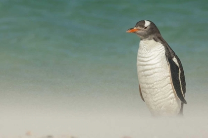 Picture of BLEAKER ISLAND GENTOO PENGUIN ON THE BEACH