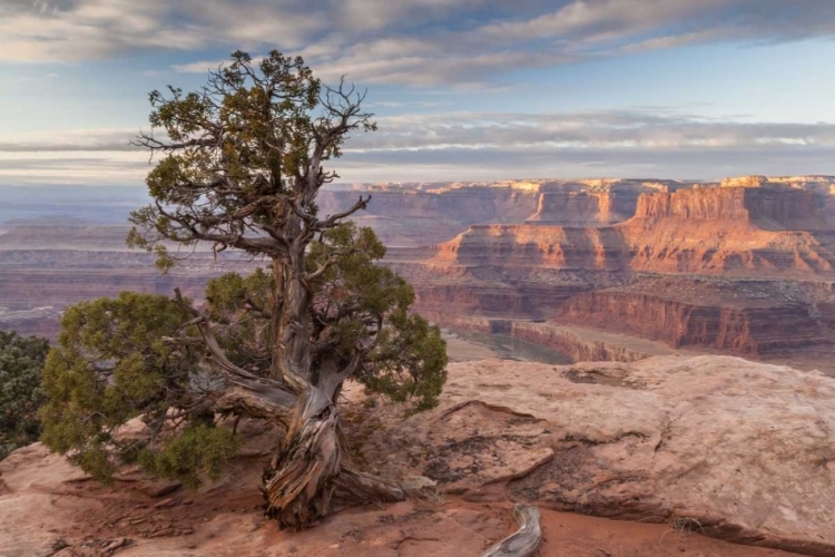 Picture of UT, DEAD HORSE POINT SP JUNIPER AND CANYON