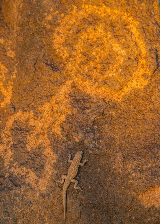 Picture of AZ, PAINTED ROCK PETROGLYPH SITE AND LIZARD