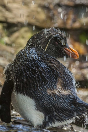 Picture of SAUNDERS ISLAND ROCKHOPPER PENGUIN BATHING