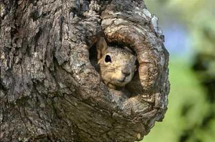 Picture of TX, HILL COUNTRY EASTERN FOX SQUIRREL IN TREE