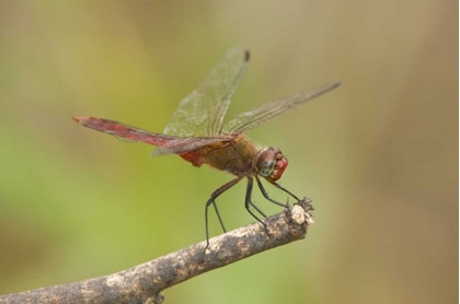 Picture of TX, BENTSEN MALE RED-TAILED PENNANT DRAGONFLY