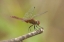 Picture of TX, BENTSEN MALE RED-TAILED PENNANT DRAGONFLY
