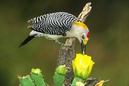 Picture of TX, MCALLEN MALE GOLD-FRONTED WOODPECKER EATS
