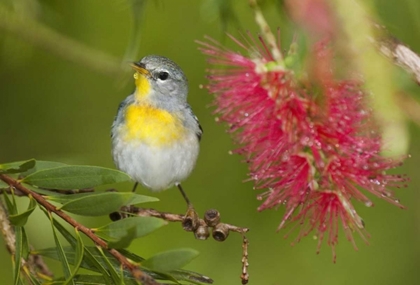 Picture of TX, SOUTH PADRE ISLAND FEMALE NORTHERN PARULA