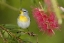Picture of TX, SOUTH PADRE ISLAND FEMALE NORTHERN PARULA