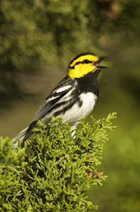 Picture of TX, HILL COUNTRY, GOLDEN-CHEEK WARBLER SINGING