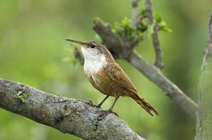 Picture of TEXAS, HILL COUNTRY CANYON WREN ON TREE BRANCH