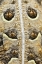 Picture of TEXAS, RIO GRANDE VALLEY BACK OF HORNED LIZARD