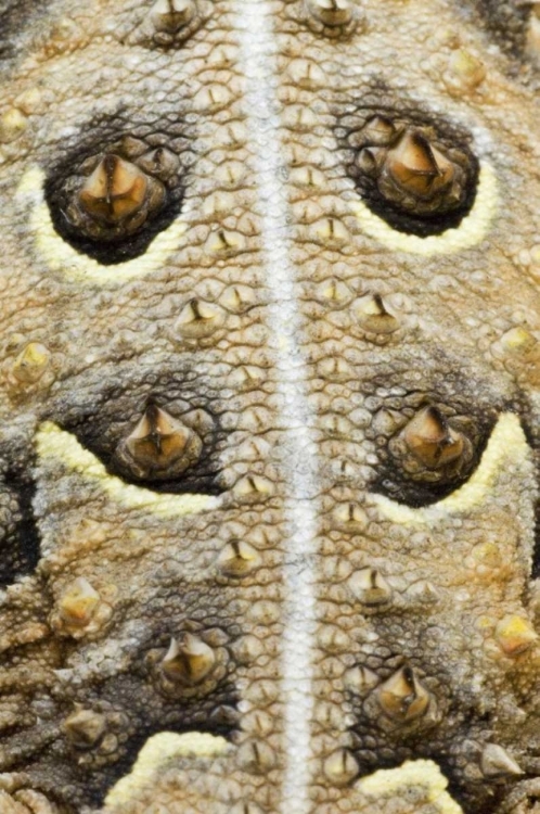 Picture of TEXAS, RIO GRANDE VALLEY BACK OF HORNED LIZARD