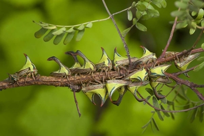 Picture of TEXAS, HIDALGO CO, THORN TREEHOPPERS ON A LIMB