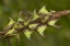 Picture of TEXAS, HIDALGO CO, THORN TREEHOPPERS ON A LIMB