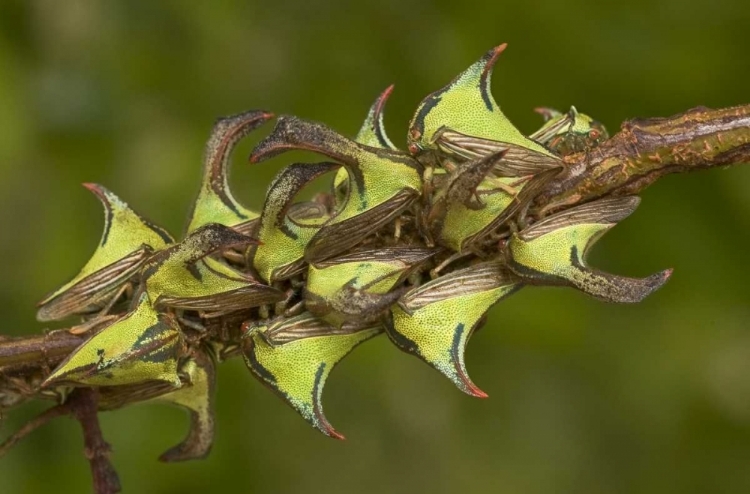 Picture of TEXAS, HIDALGO CO, THORN TREEHOPPERS ON A LIMB