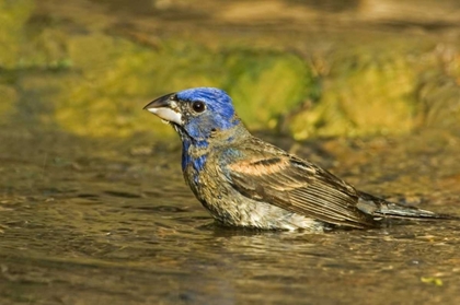 Picture of TEXAS, RIO GRANDE VALLEY BLUE GROSBEAK BATHING