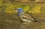 Picture of TEXAS, RIO GRANDE VALLEY BLUE GROSBEAK BATHING