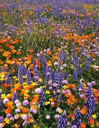 Picture of CA, GORMAN FIELD OF POPPIES AND LUPINE FLOWERS