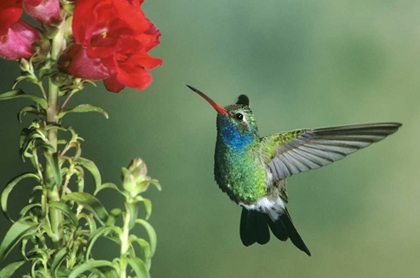 Picture of AZ, BROAD-BILLED HUMMINGBIRD HOVERING BY FLOWER