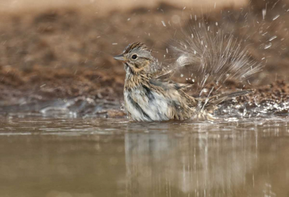 Picture of TEXAS LINCOLNS SPARROW BATHING IN A WATERHOLE