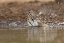 Picture of TEXAS LINCOLNS SPARROW BATHING IN A WATERHOLE