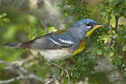 Picture of TX, SOUTH PADRE ISLAND NORTHERN PARULA ON TREE