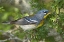 Picture of TX, SOUTH PADRE ISLAND NORTHERN PARULA ON TREE