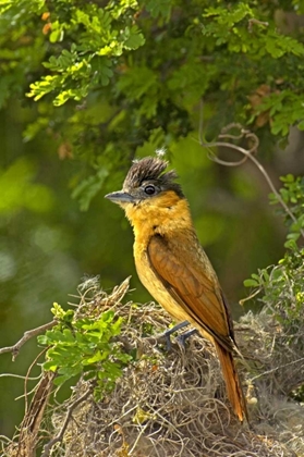 Picture of TX, SANTA ANA NWR ROSE-THROATED BECARD ON NEST