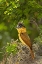 Picture of TX, SANTA ANA NWR ROSE-THROATED BECARD ON NEST