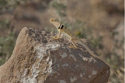 Picture of CA, REDDING CANYON GREAT BASIN COLLARED LIZARD